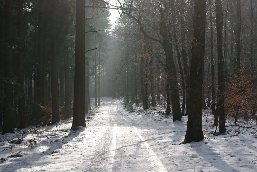 Waldstimmung heute