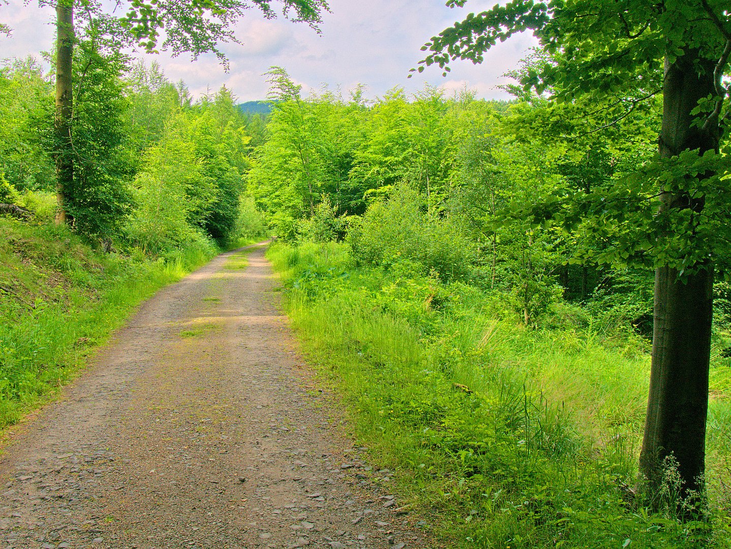 Waldstimmung im polnischen Wald