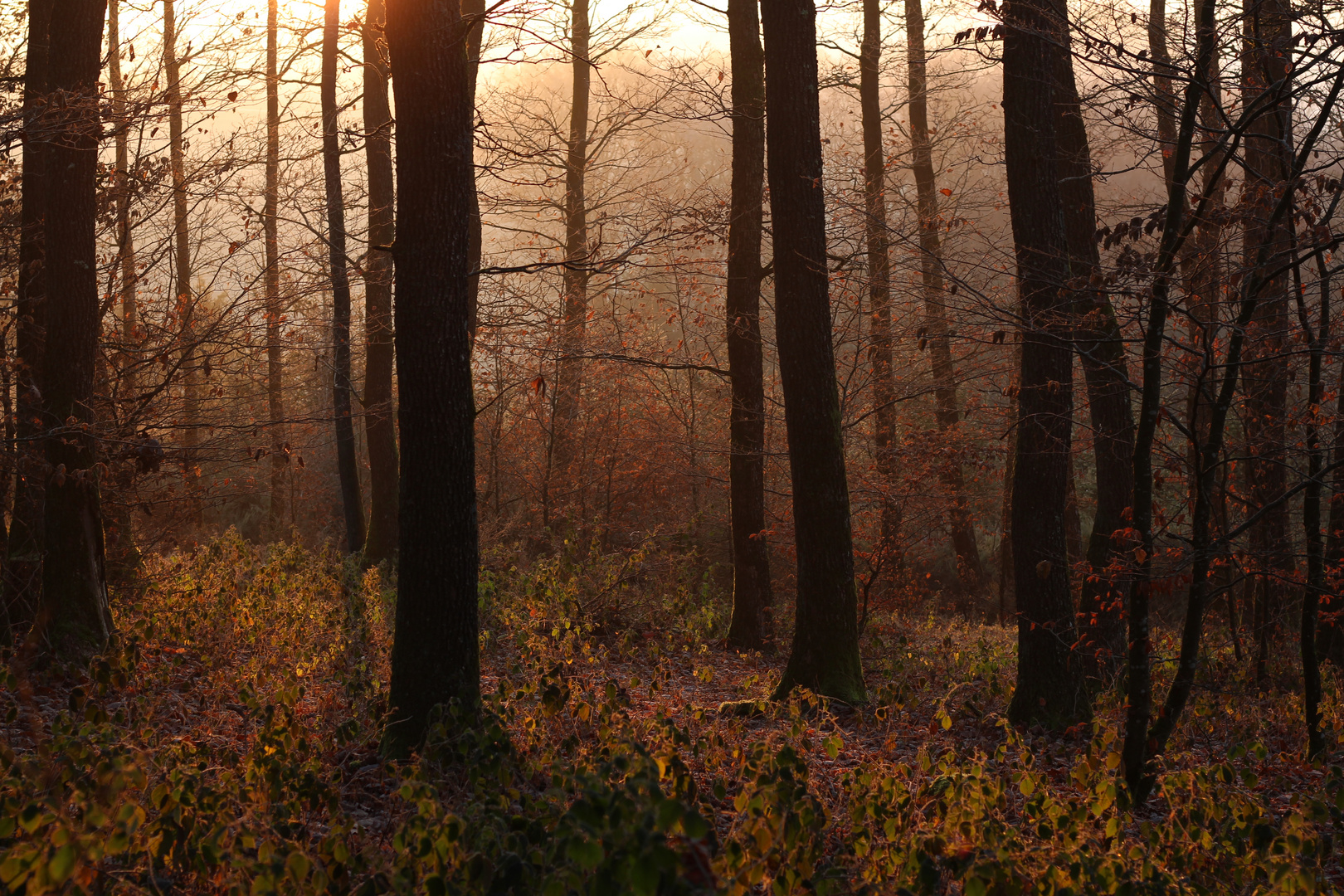 Waldstimmung im Spätherbst