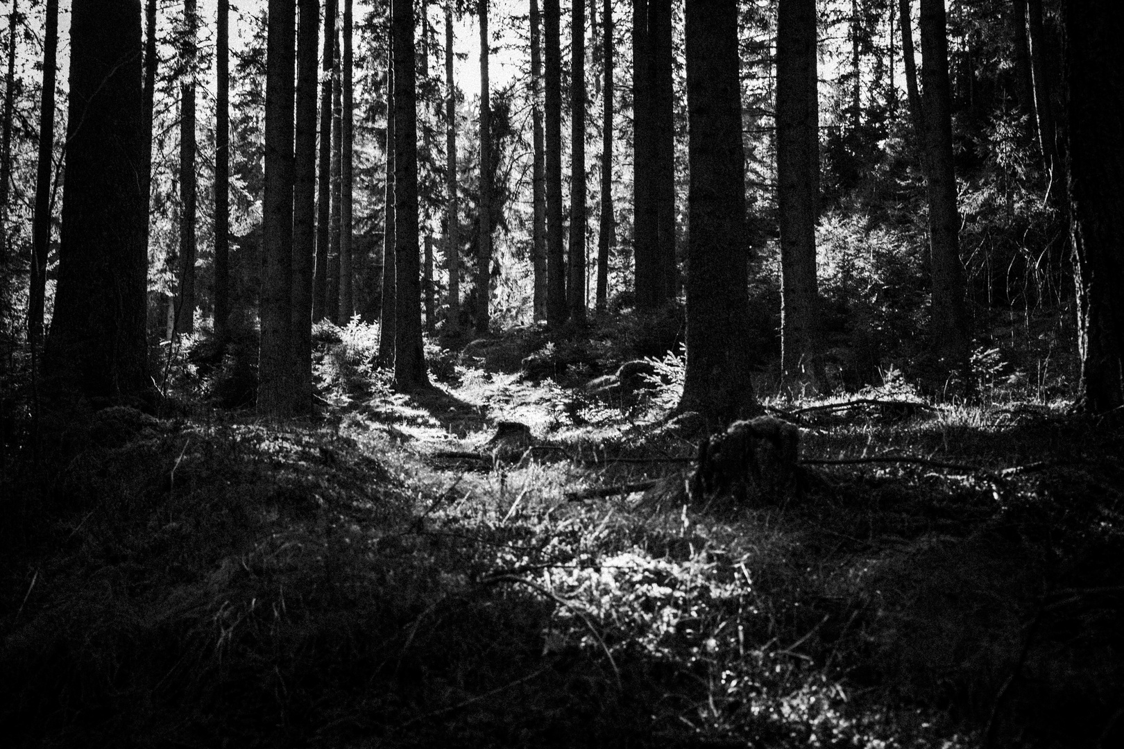 Waldstimmung im trüben Licht