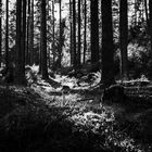 Waldstimmung im trüben Licht