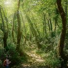 Waldstimmung in Griechenland (Peloponnes)