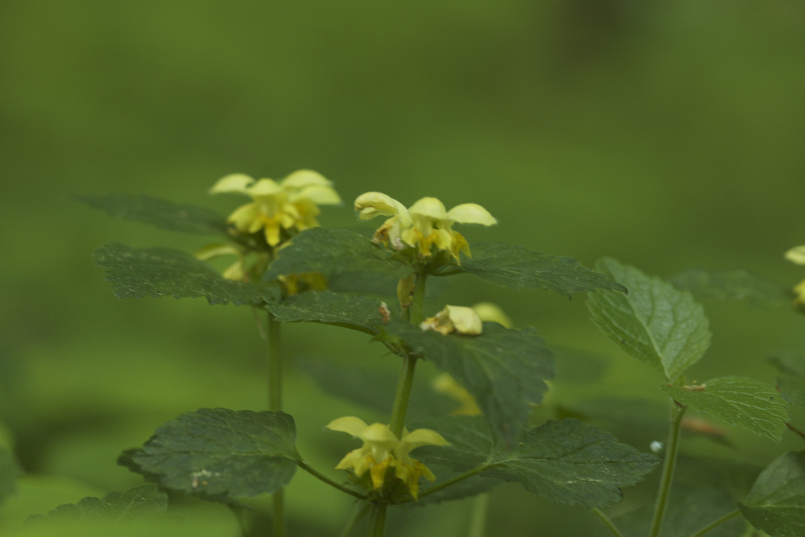 Waldstimmung in Rügen Jasmund