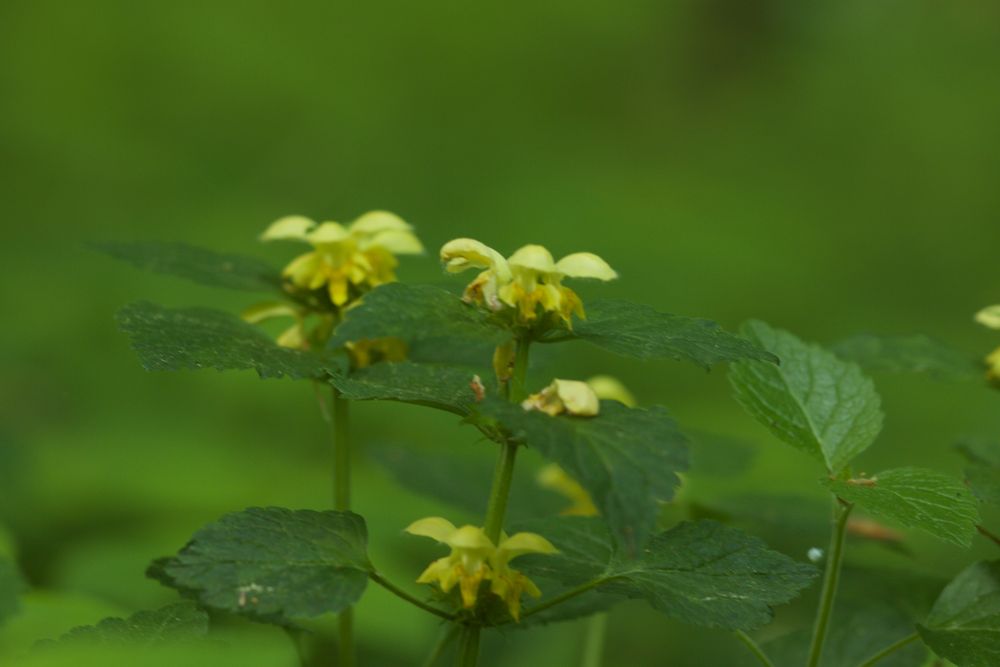 Waldstimmung in Rügen Jasmund