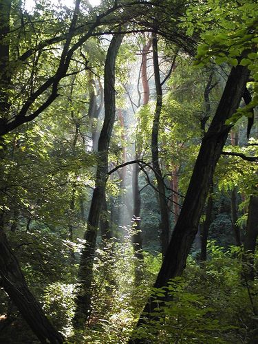 waldstimmung light