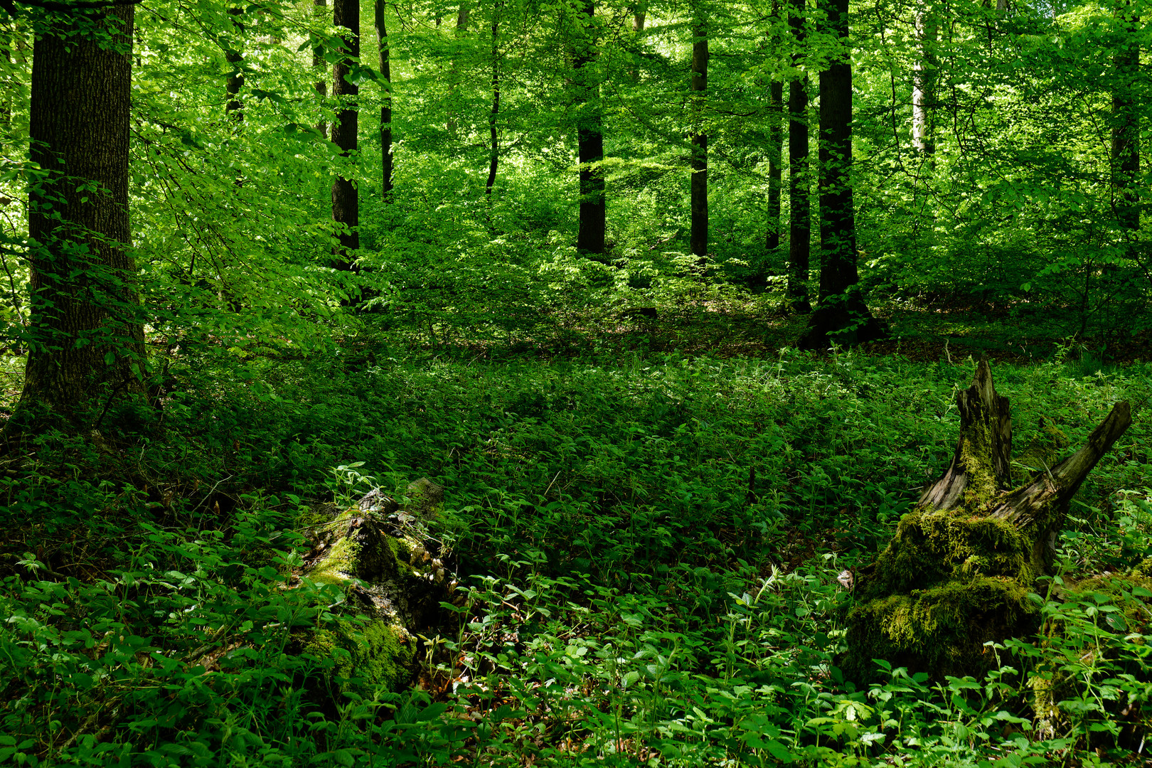 Waldstimmungen (3)