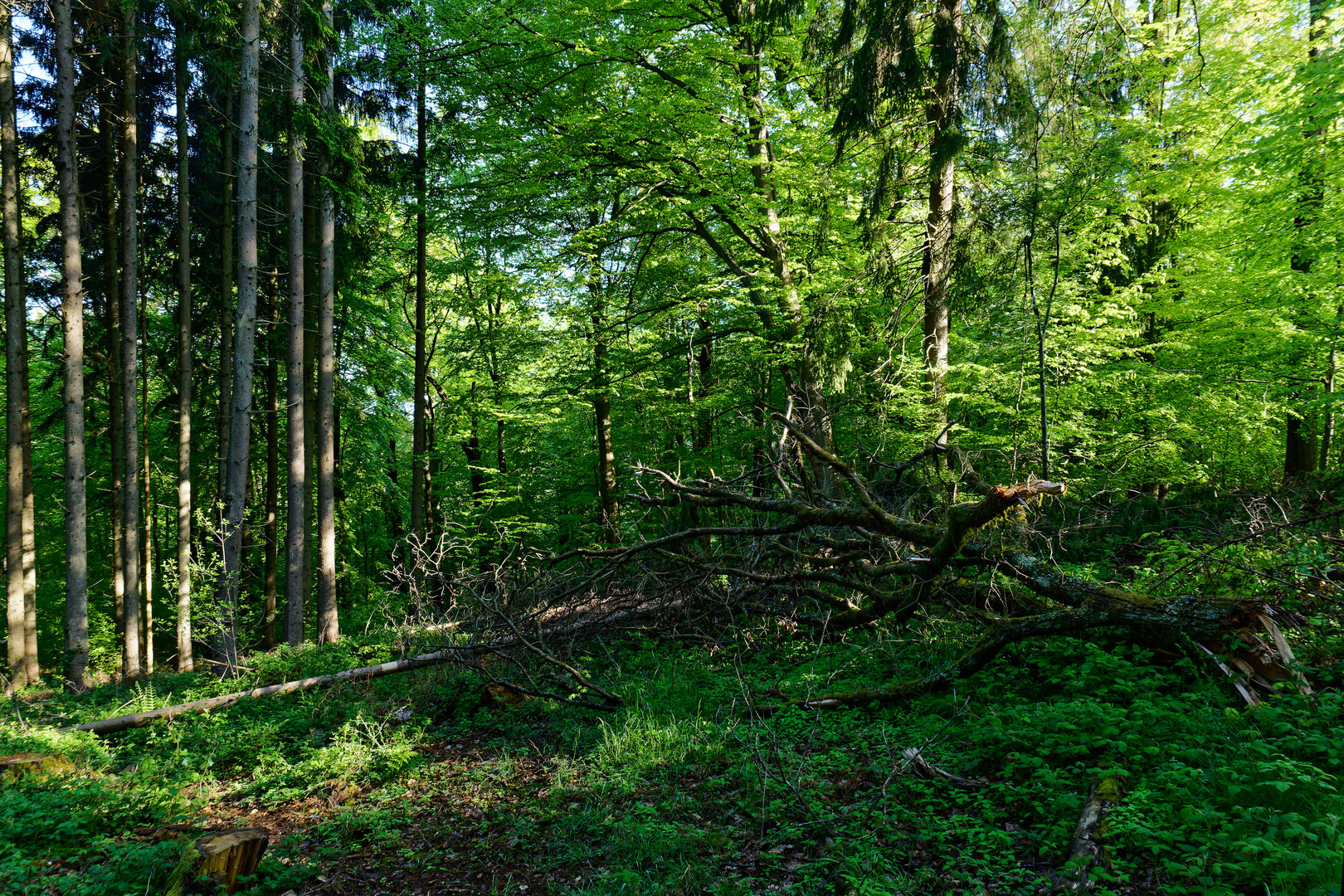 Waldstimmungen (6)