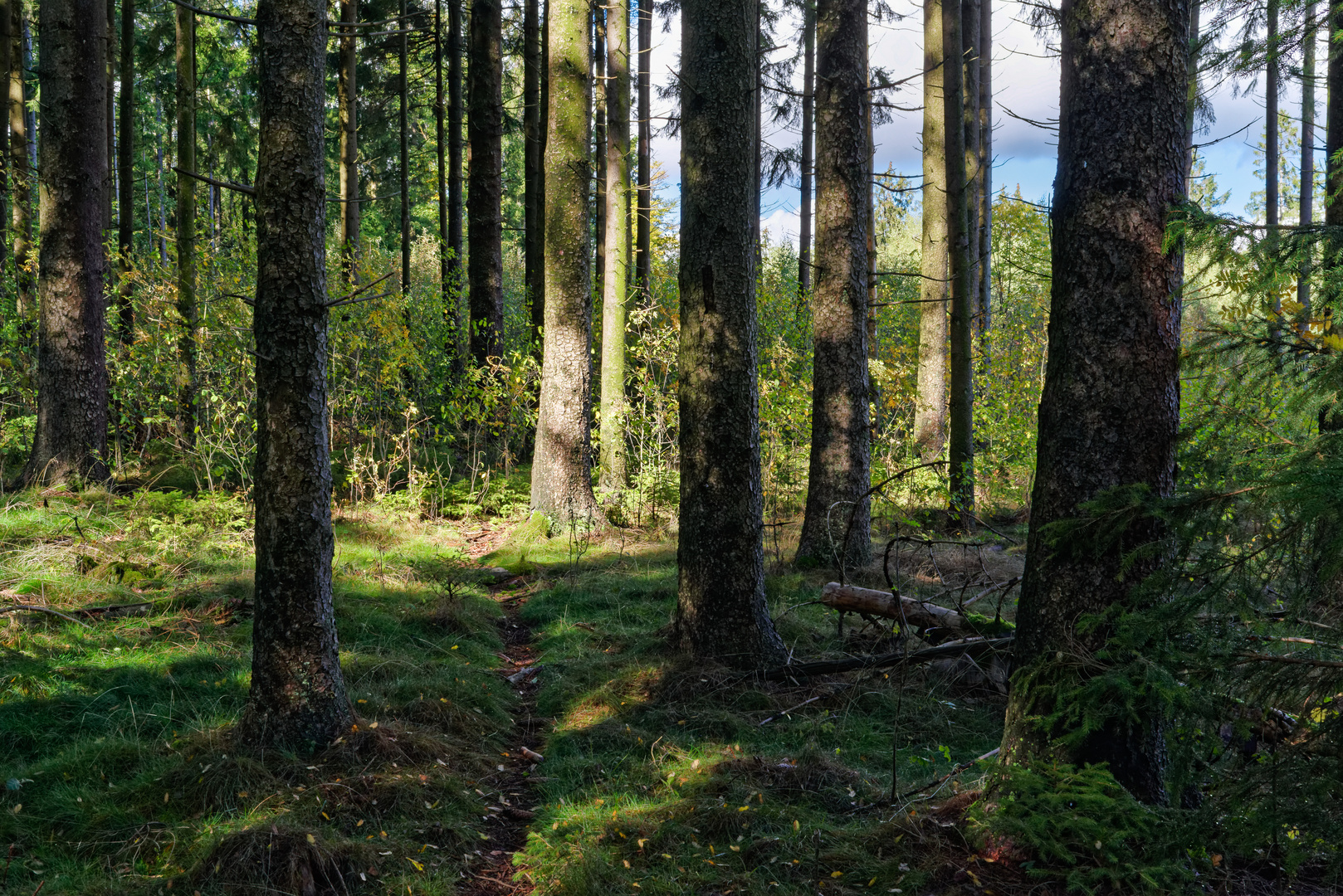 Waldstimmungen