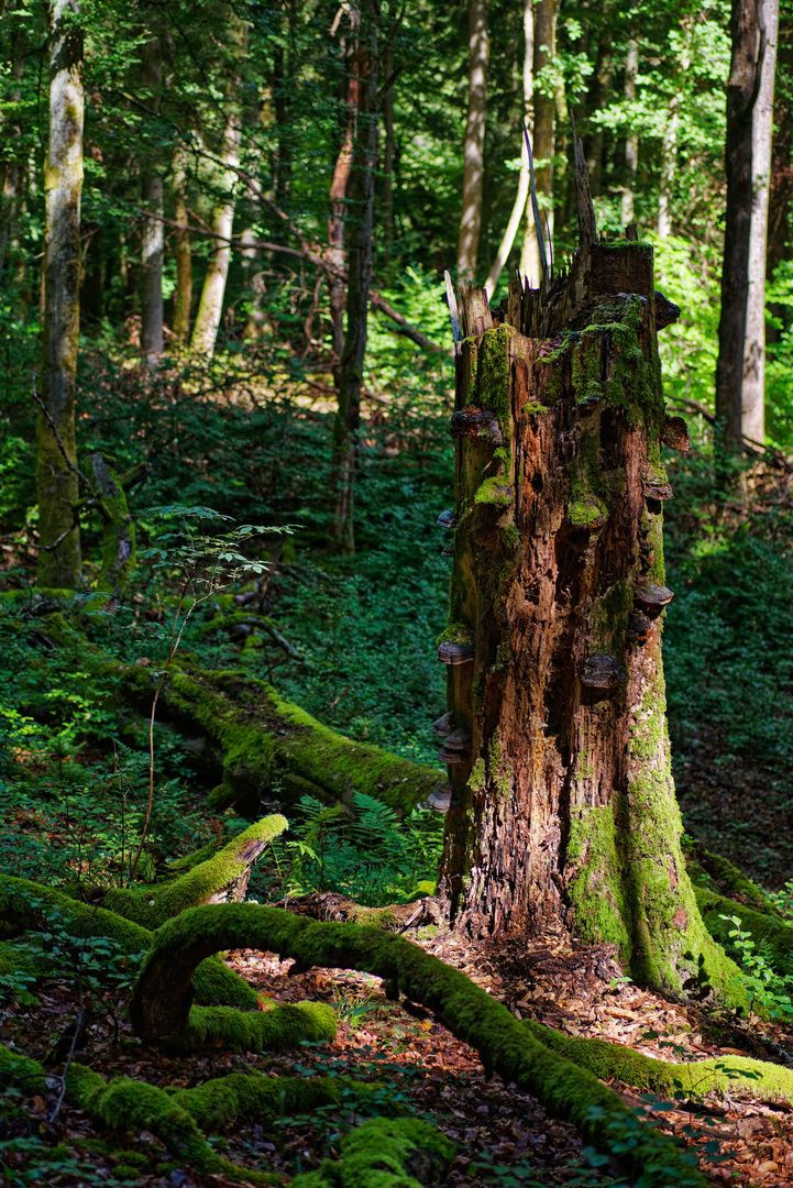 Waldstimmungen