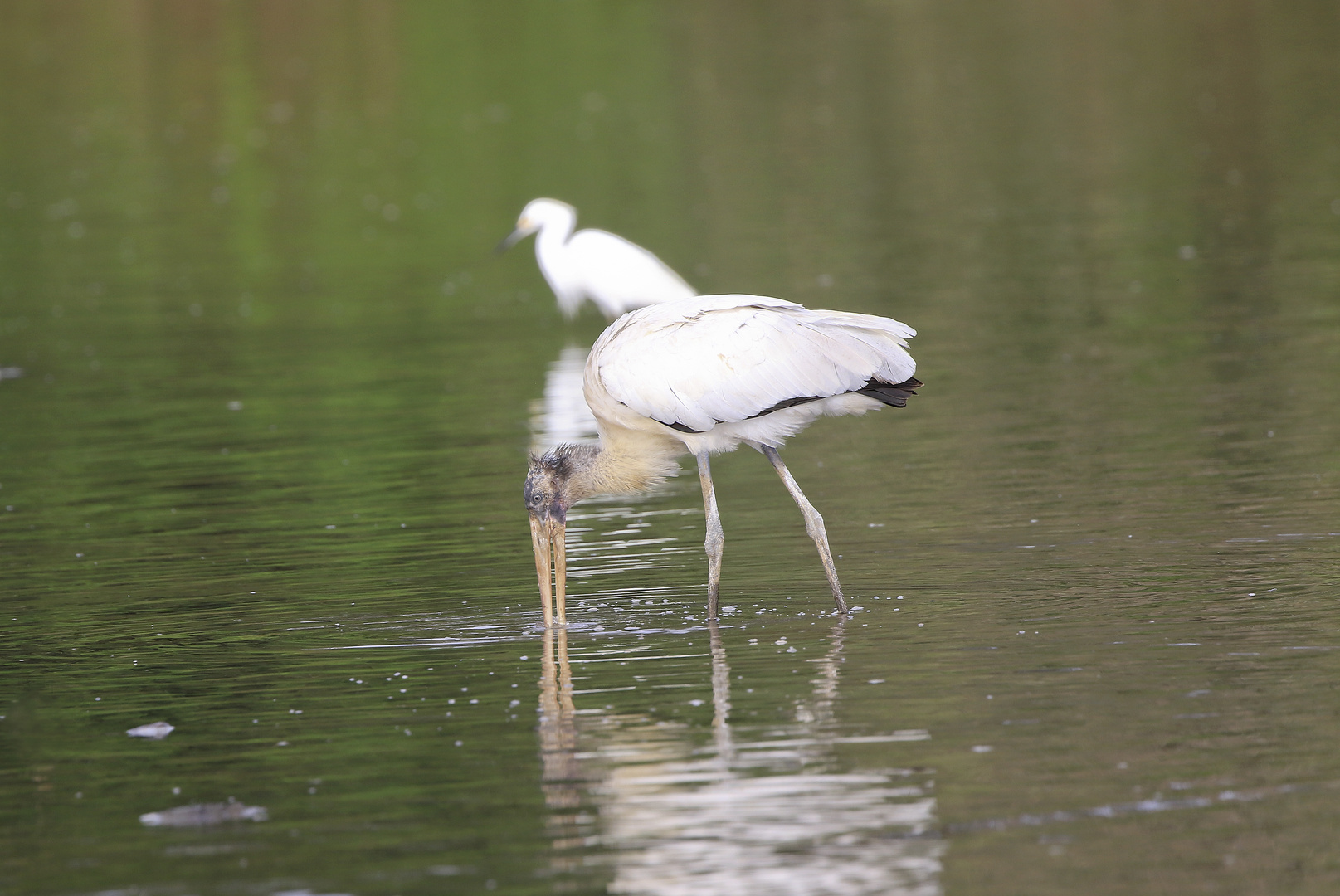 Waldstorch