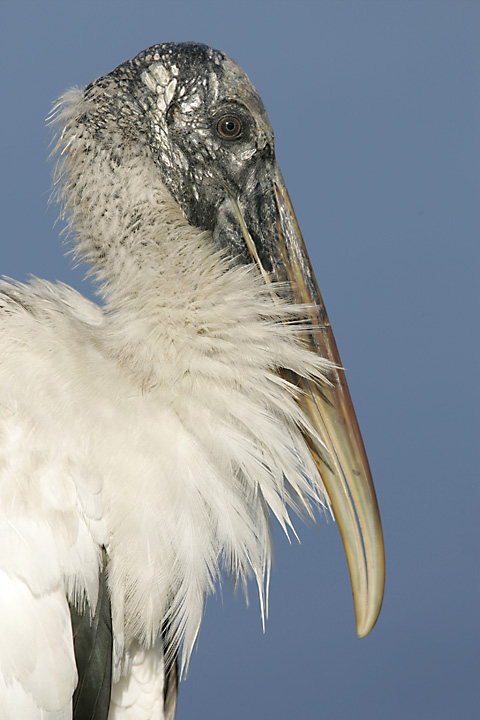 Waldstorch