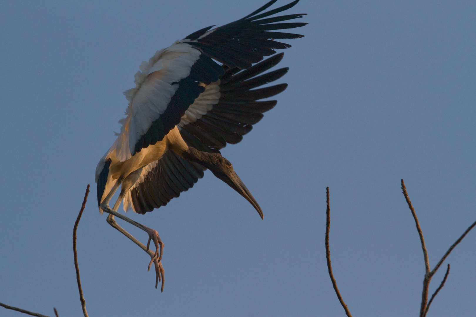 Waldstorch beim Ausflug