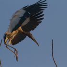 Waldstorch beim Ausflug