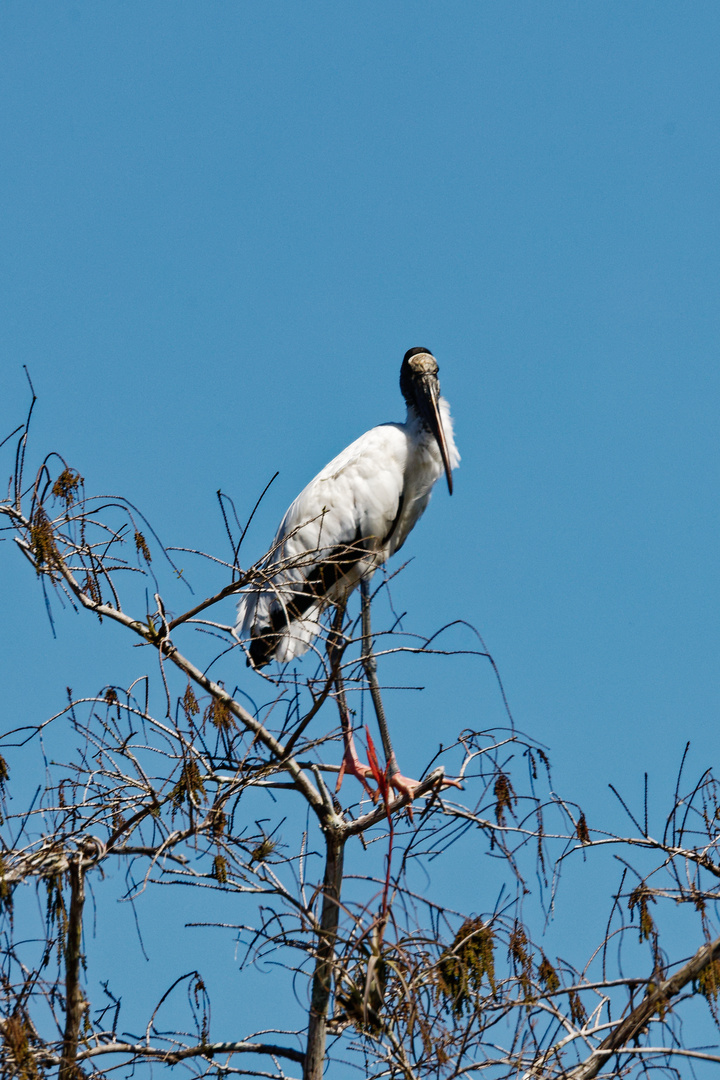 Waldstorch