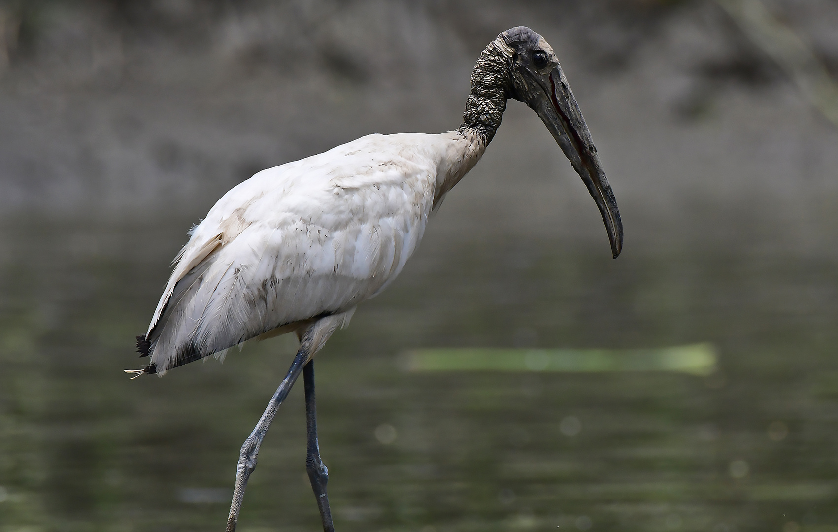 Waldstorch