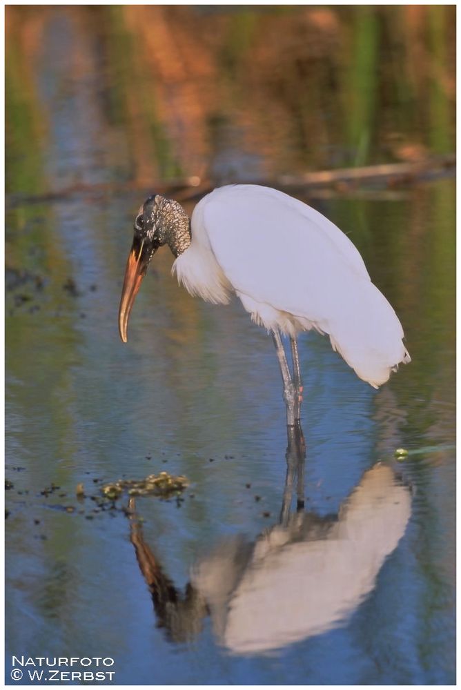 - Waldstorch - Everglades - Florida USA    ( Dia-Scan)