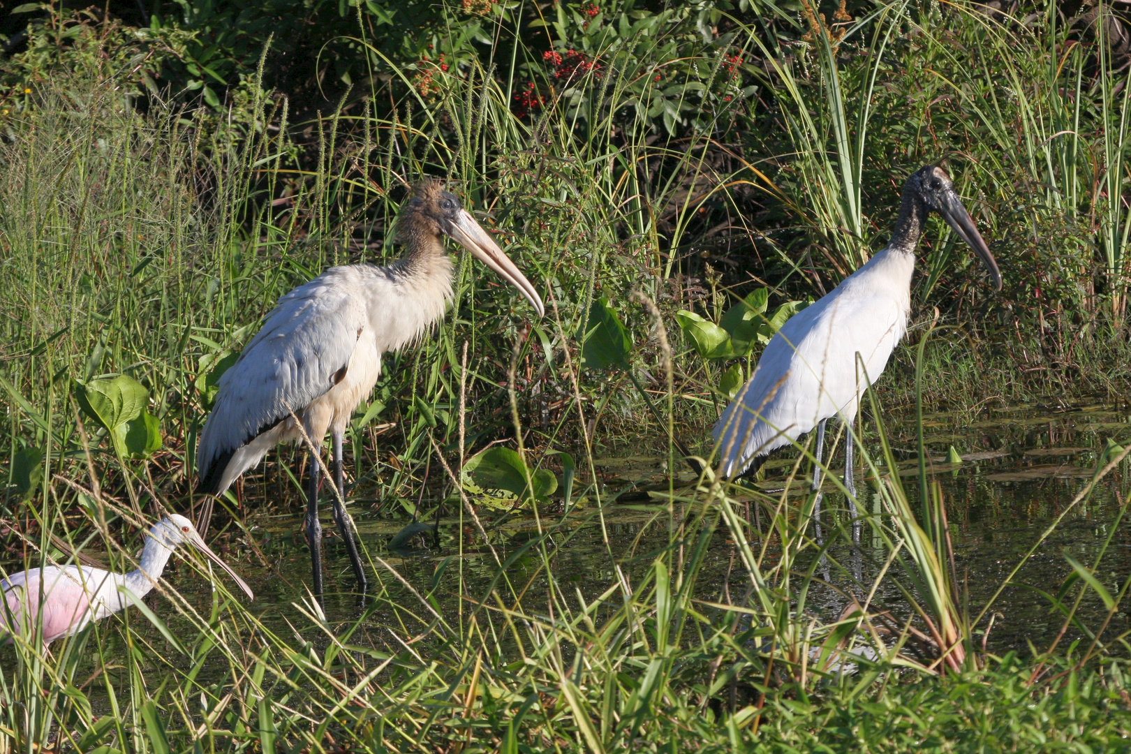 Waldstorch und Rosalöffler_2