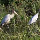 Waldstorch und Rosalöffler_2