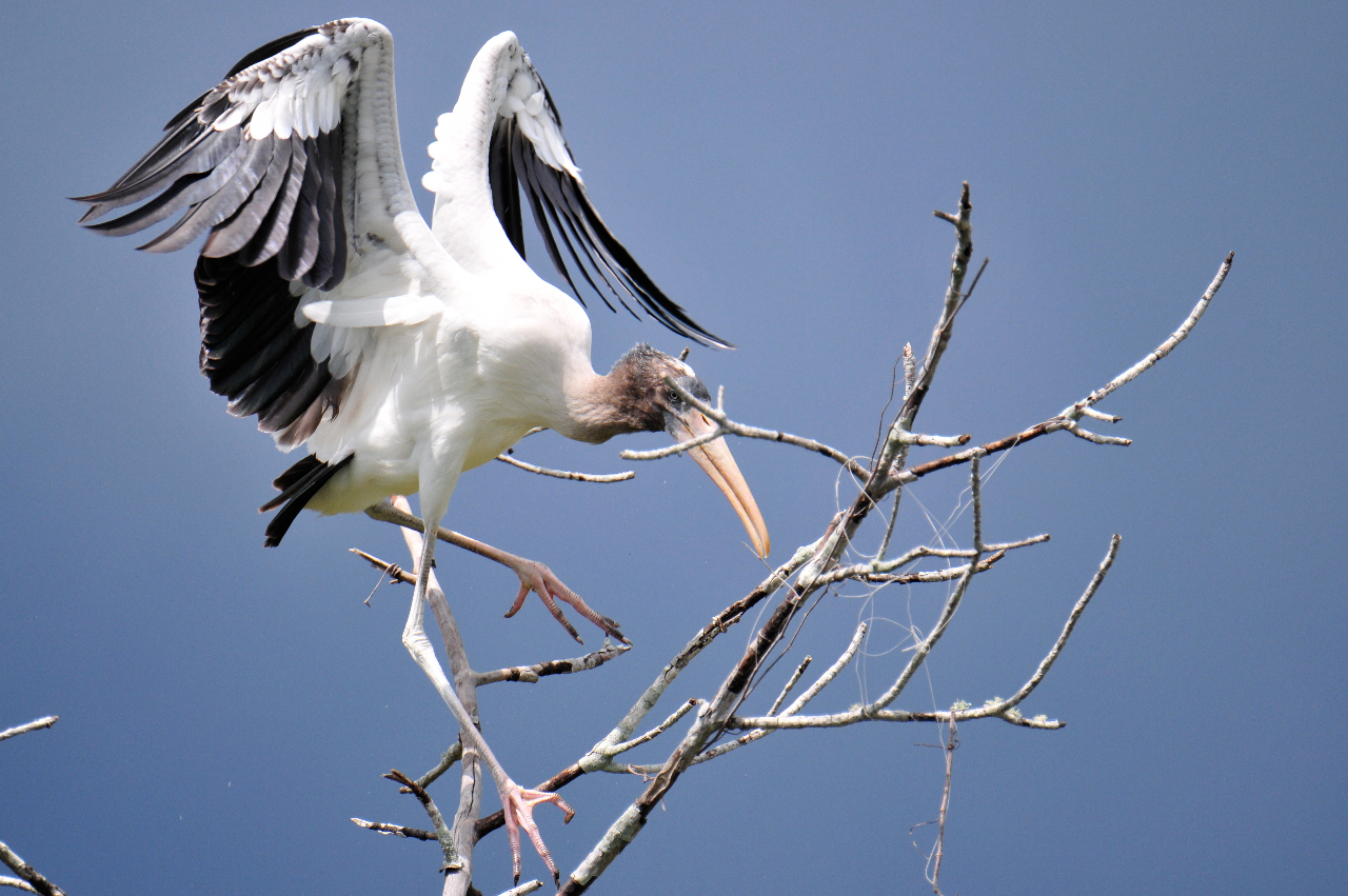 Waldstorch - wood stork (Mycteria americana)