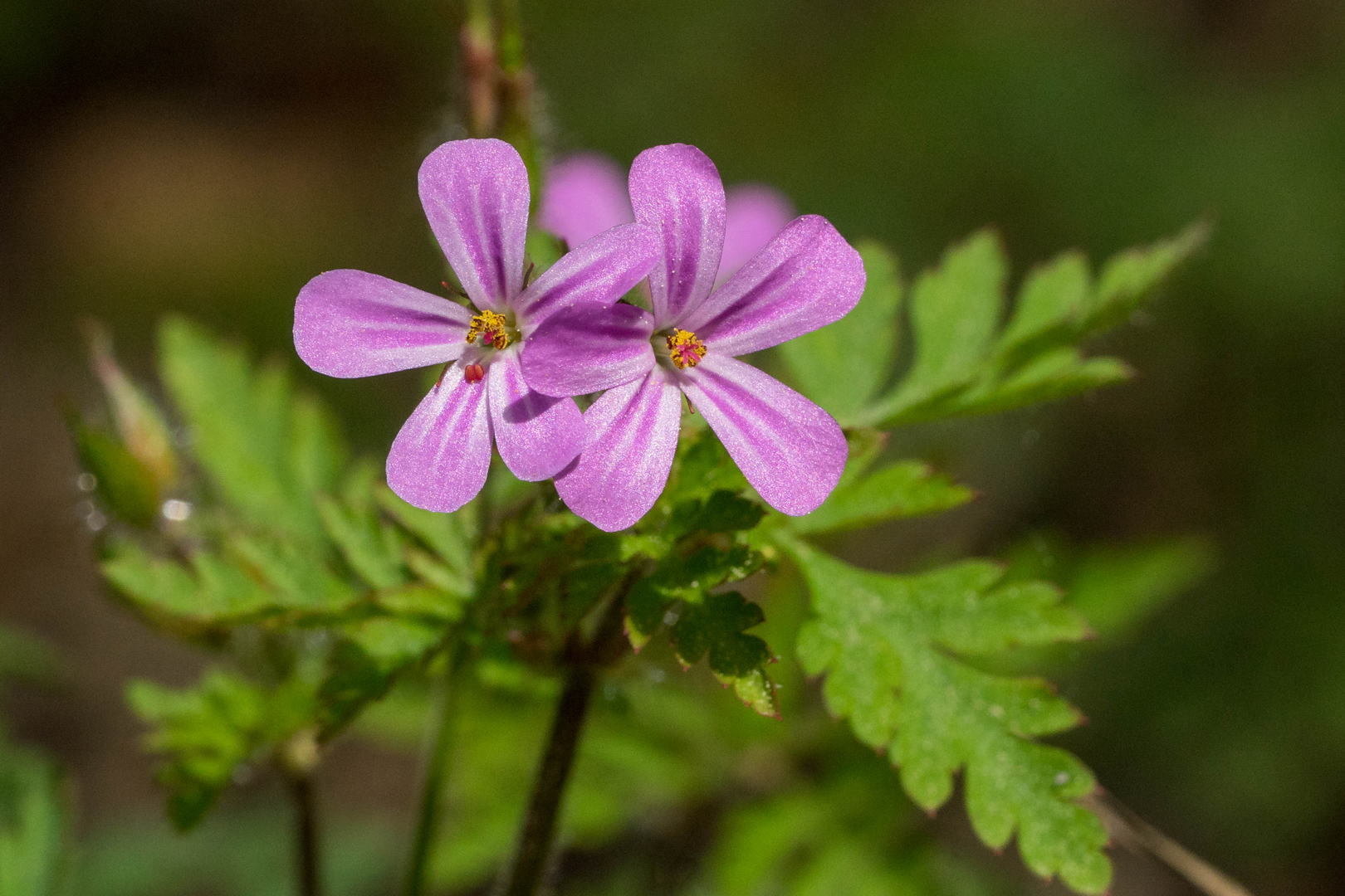 Waldstorchschnabel