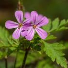 Waldstorchschnabel