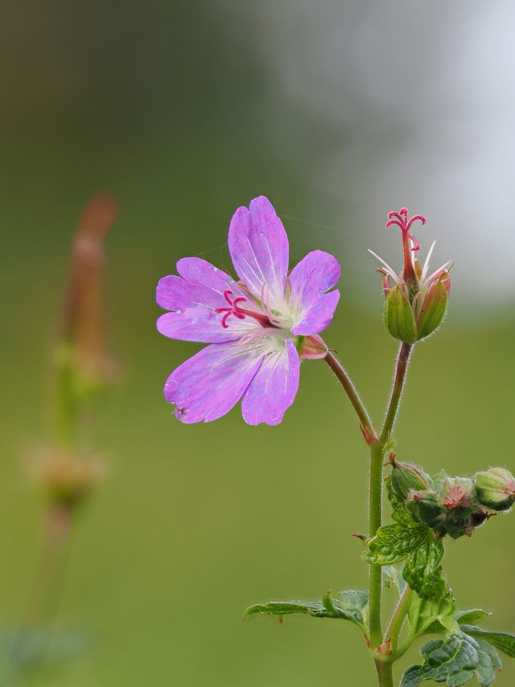 Waldstorchschnabel