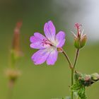 Waldstorchschnabel