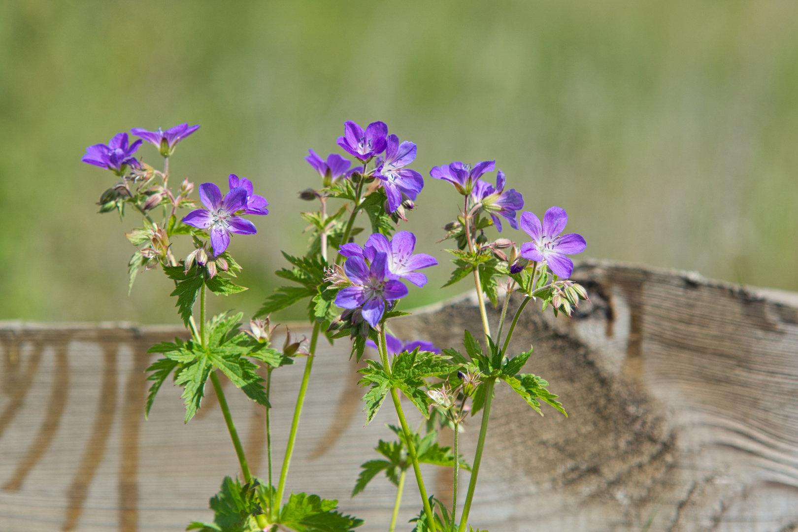 Waldstorchschnabel