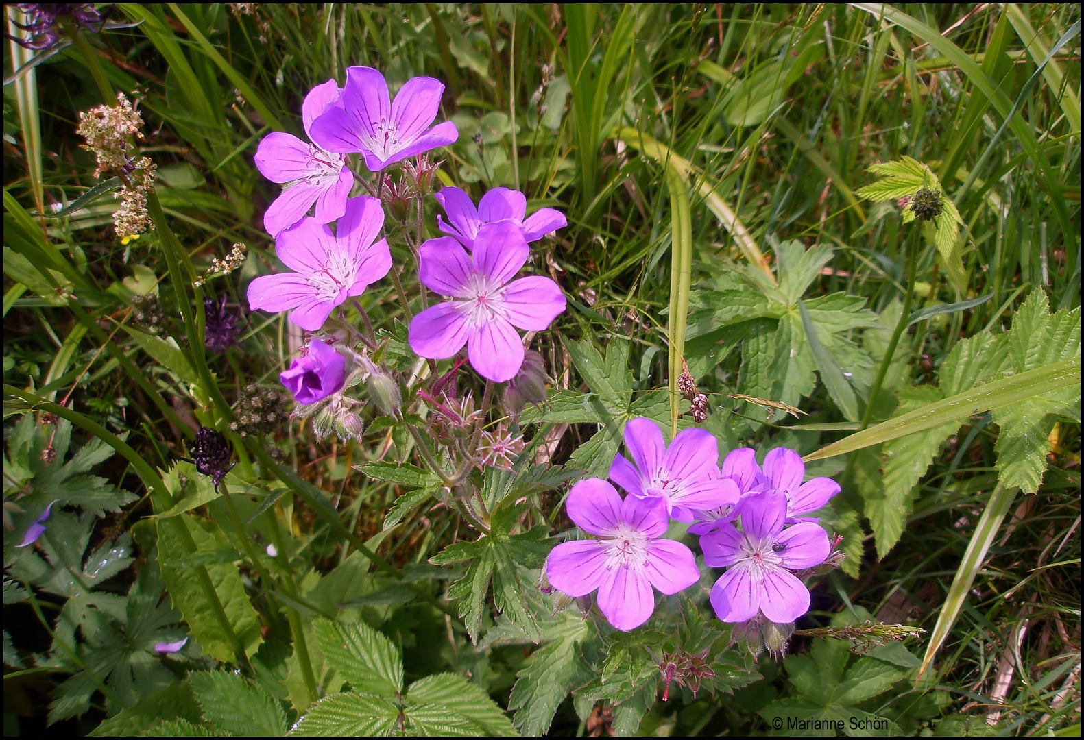  ...Waldstorchschnabel ...Geranium sylvaticum...