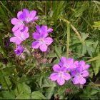  ...Waldstorchschnabel ...Geranium sylvaticum...