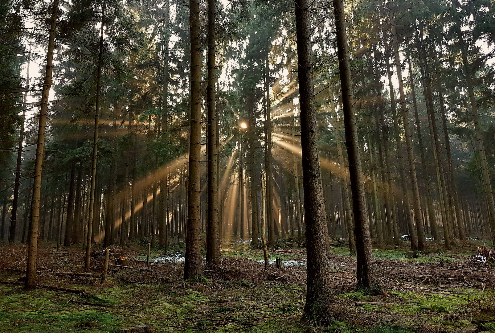 Waldstrahlen