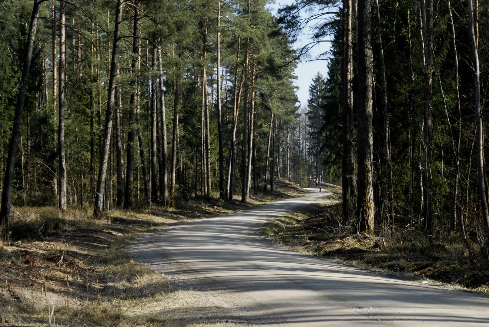 Waldstraße bei Winkelhaid