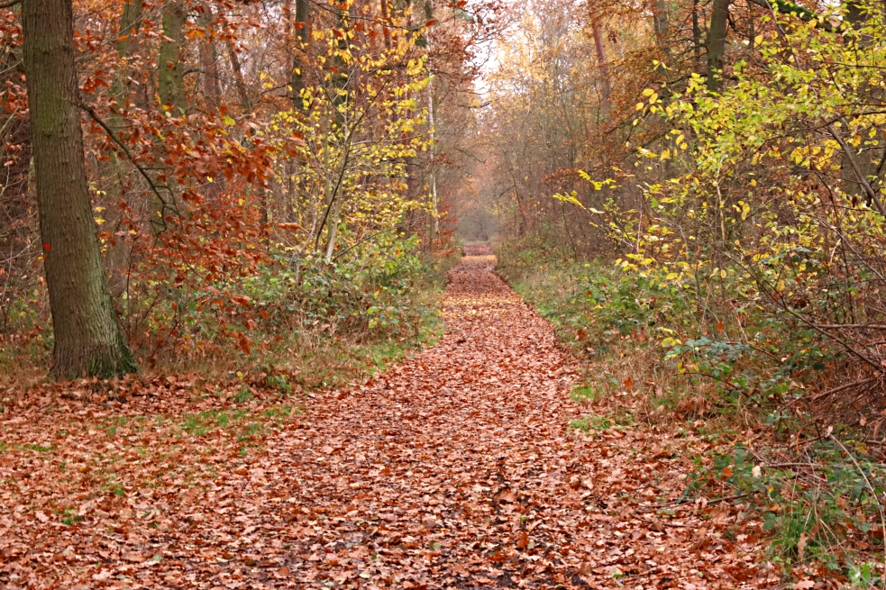 Waldstraße 