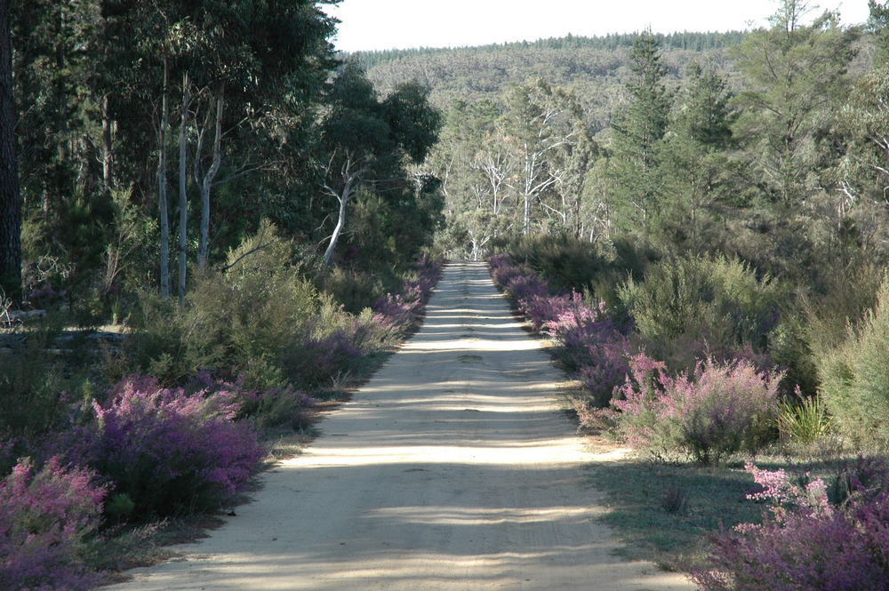 Waldstrasse