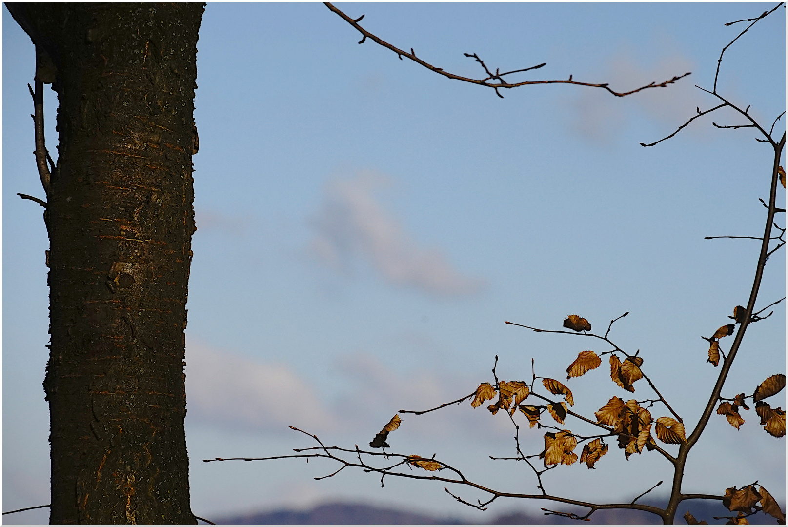 Waldstrukturen