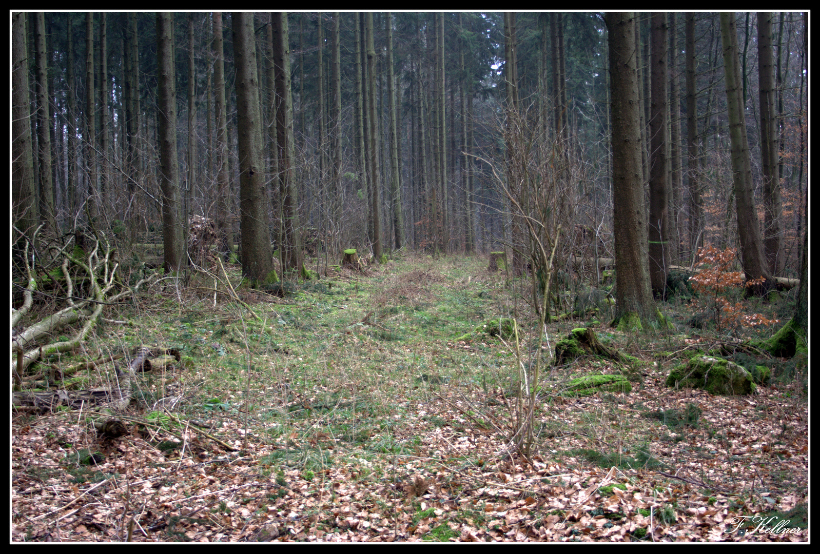 Waldstück