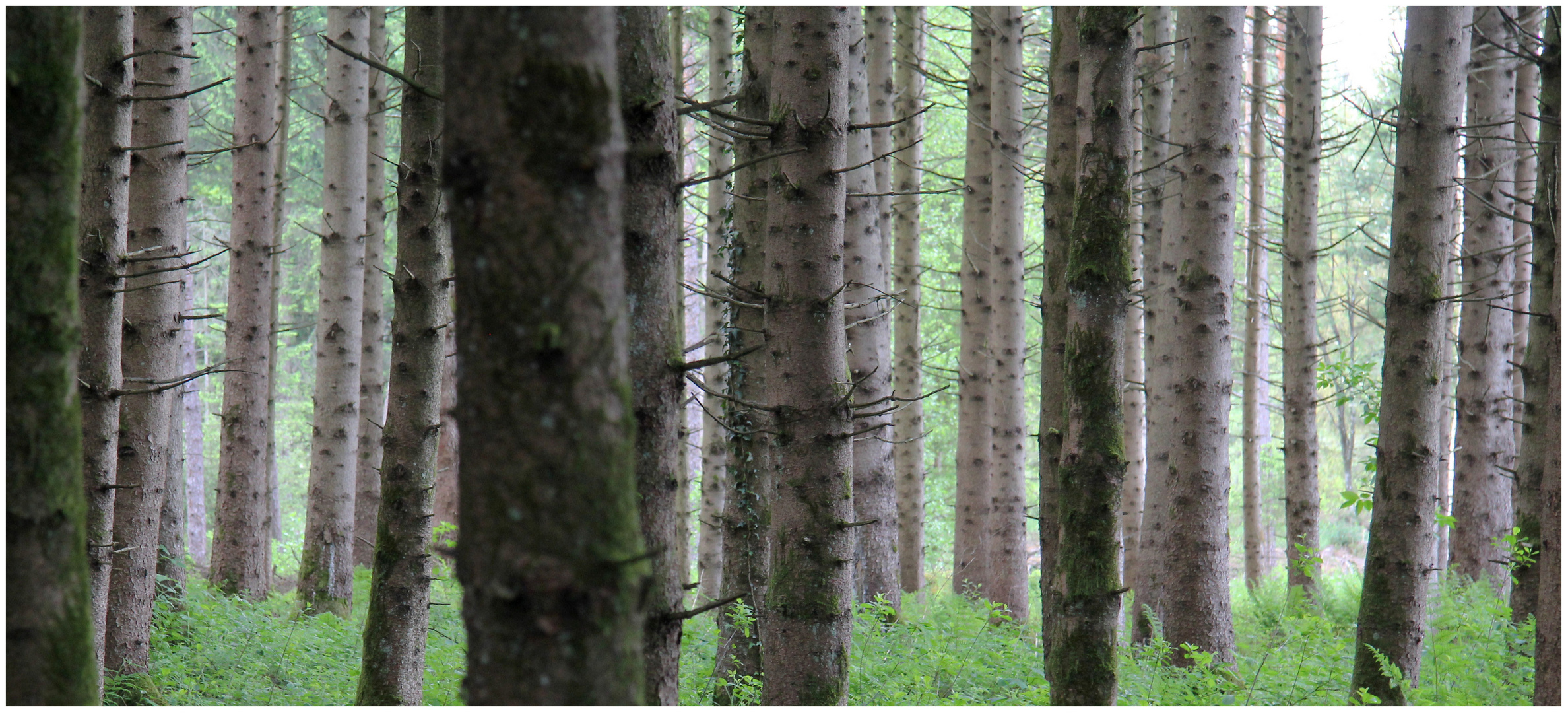 Waldstück