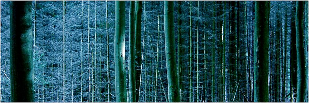 wald.stück