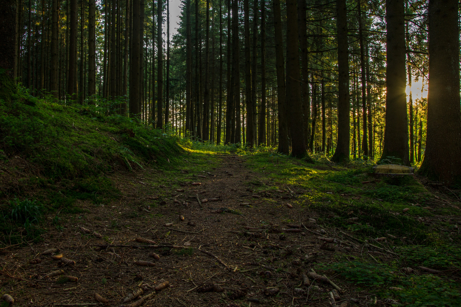 Waldstück