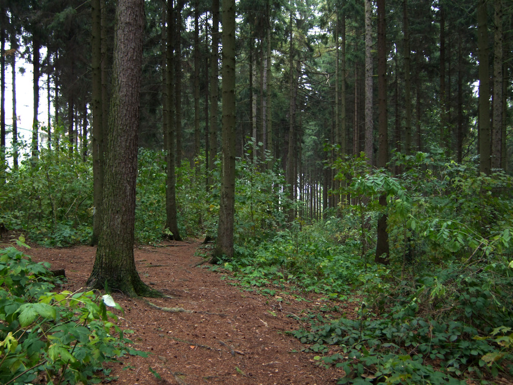 Waldstück