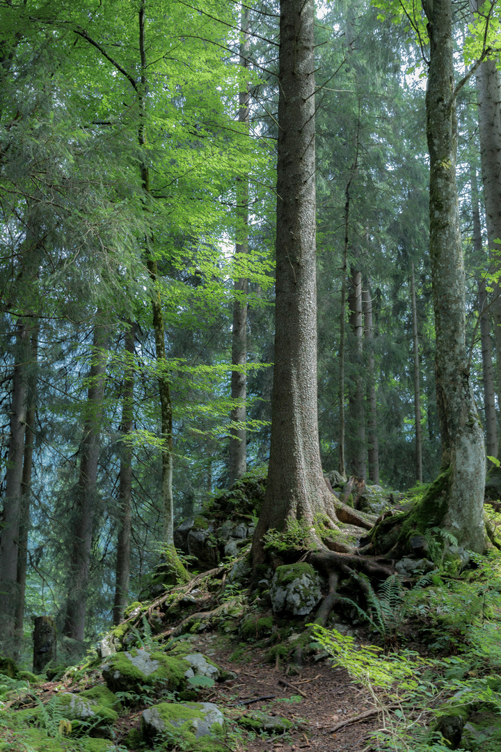 Waldstueck am Spitzingsee