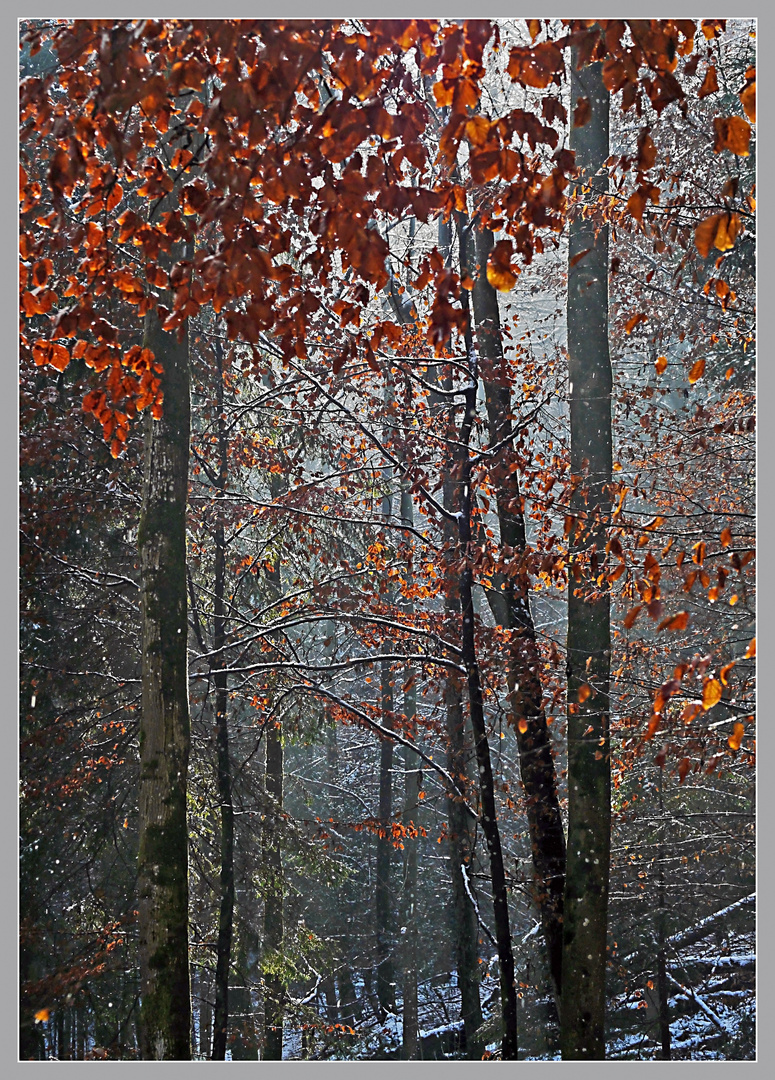 Waldstück am Üetliberg