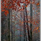 Waldstück am Üetliberg