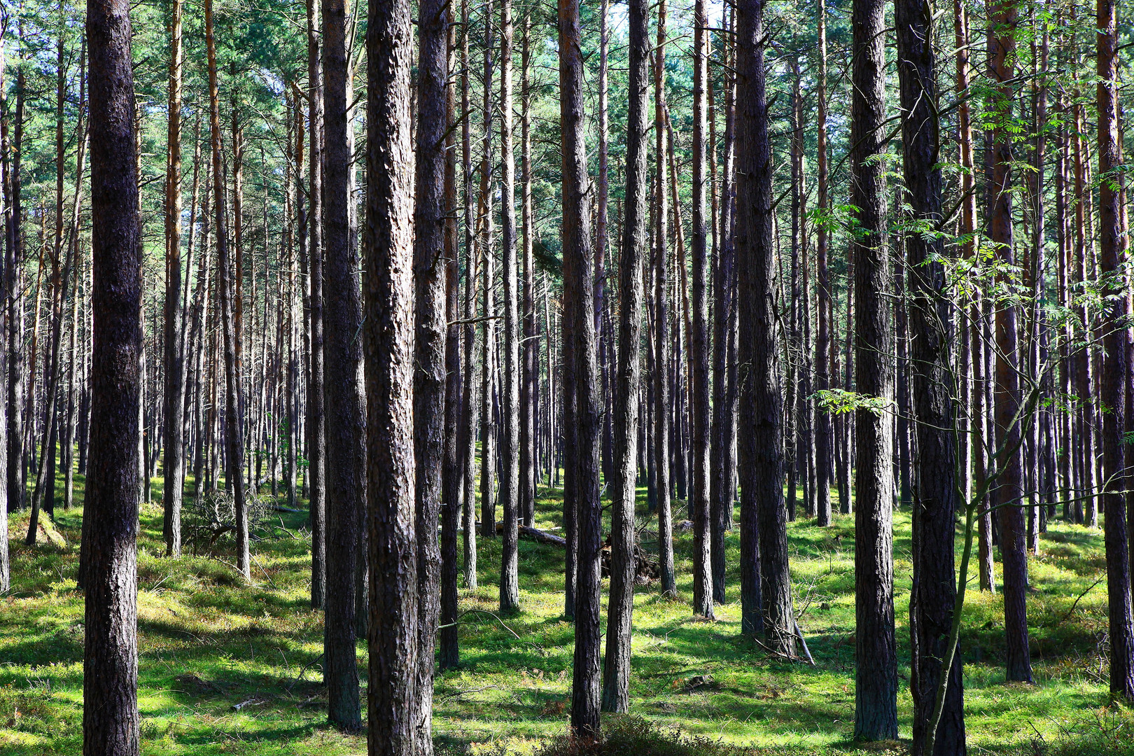 Waldstück auf dem Darss September 2010