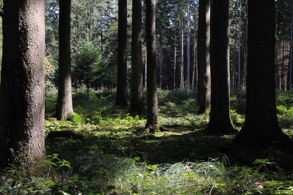 Waldstück