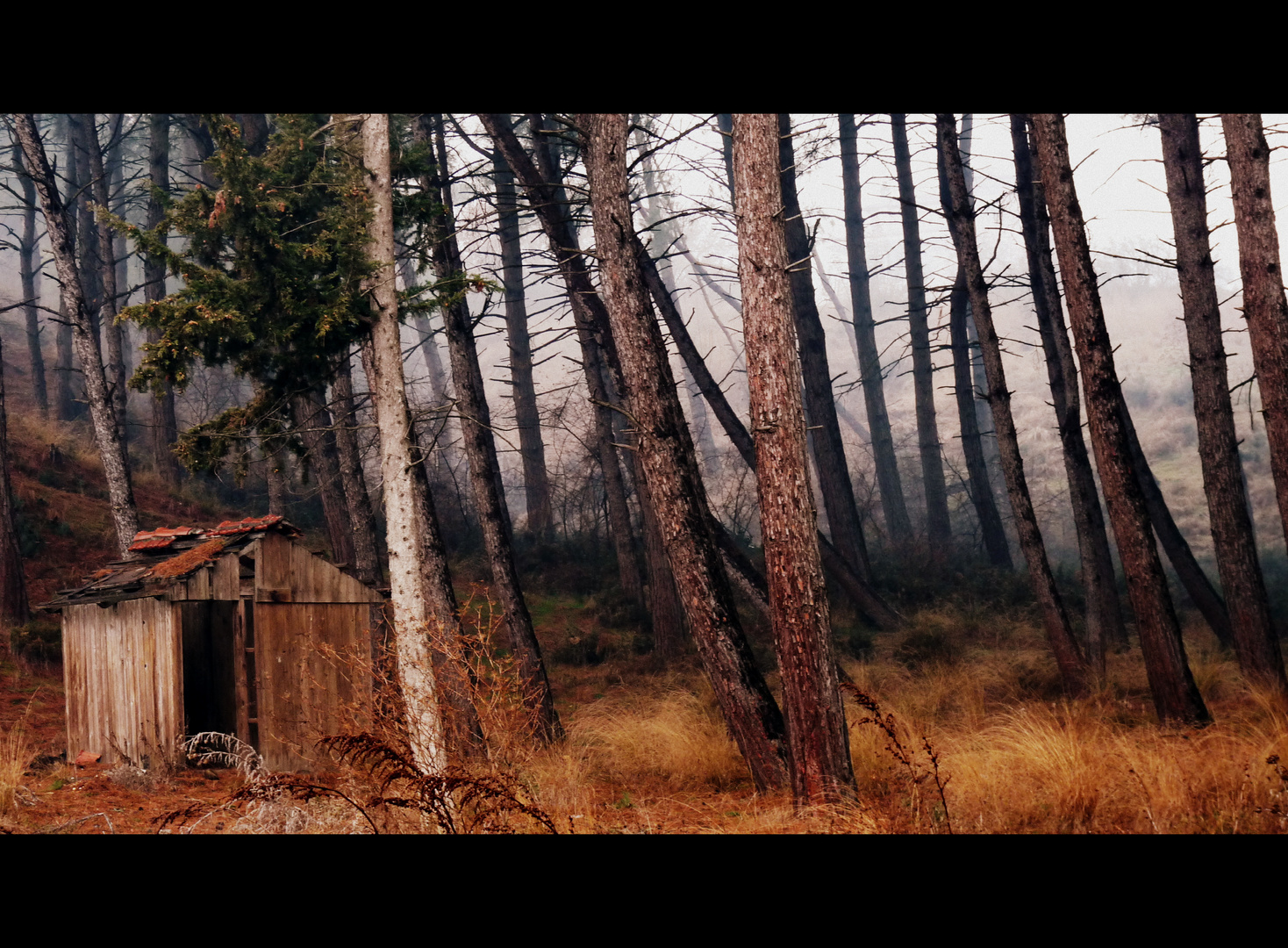 Waldstück bei Axioupolis, Makedonien - Greece