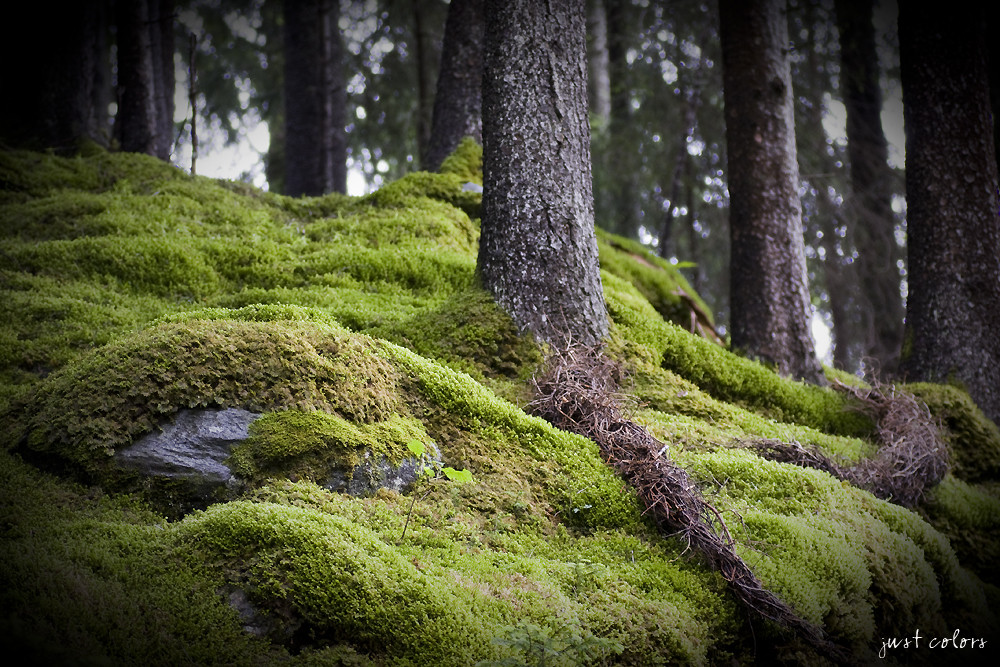 Waldstück