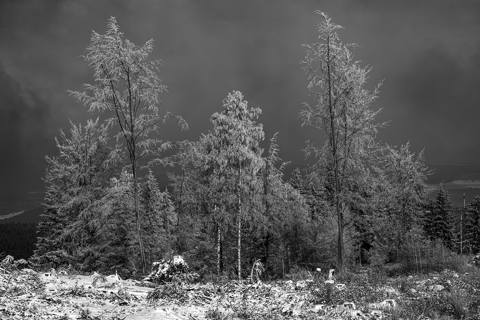 Waldstück 