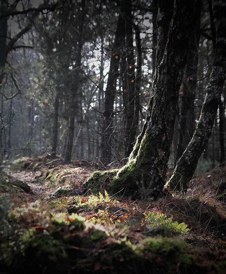 Waldstück