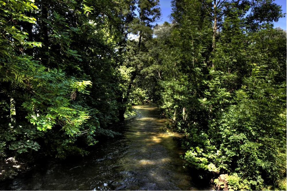 Waldstück HDR